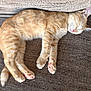 cat, orange_tabby, sleeping, couch, furniture, pet, animal, relaxation, indoor, cozy, paw, fur, whiskers, cute, rest, nap, soft, domestic_cat, mammal, peaceful