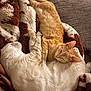 Bugsy is registered to the contest to win money with this photo: cat, cats, sleeping, orange_cat, white_cat, blanket, cozy, nap, fur, pet, animal, resting, indoor, soft, cuddle, relax, companion, cute, warm, comfort