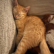 Bugsy joined the competition — help win amazing prizes! cat, orange_tabby, sleeping, cozy, couch, blanket, feline, pet, fur, relaxation, indoor, resting, cute, animal, whiskers, paw, soft, comfort, nap, domestic_cat