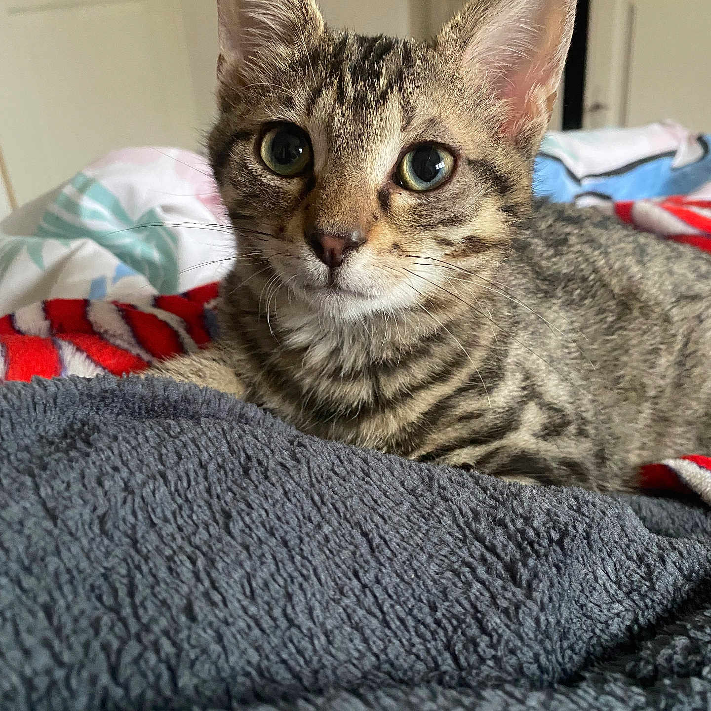 Finn participe au concours pour gagner de l'argent avec cette photo : abyssinian, animal, bed, bedroom, blanket, cat, couch, cushion, egyptiancat, furniture, homedecor, indoors, kitten, laundry, linen, manx, pet, quilt, room, towel