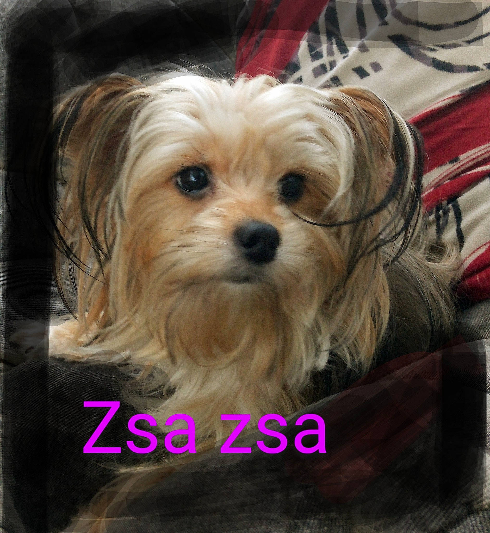 Zsa Zsa joined the competition — help win amazing prizes! biewer_terrier, canidae, carnivore, companion_dog, dog, dog_breed, dog_supply, fur, liver, maltepoo, plant, rectangle, small_terrier, snout, sporting_group, terrier, toy_dog, water_dog, working_animal, yorkipoo