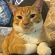 Cal joined the competition — help win amazing prizes! animal, cat, close_up, couch, cute, domestic_cat, eyes, face, feline, fur, home, indoor, nose, orange_cat, paws, pet, relaxed, sitting, whiskers, white_paws