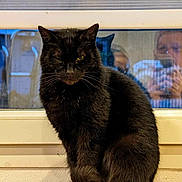 Pirate participe au concours pour gagner de l'argent avec cette photo : animal, black_cat, cat, close_up, curious, domestic_animal, feline, fur, household, indoor, looking, one_eye_open, people_reflection, pet, portrait, reflection, sitting, whiskers, window, wooden_surface