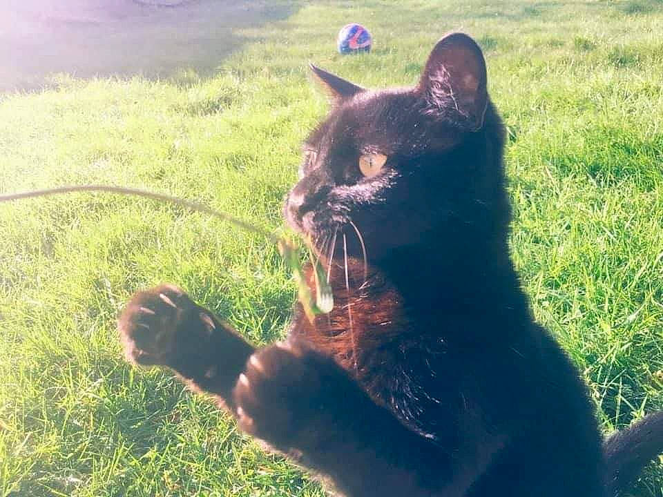 Pirate participe au concours pour gagner de l'argent avec cette photo : black_cat, bombay, carnivore, cat, domestic_short_haired_cat, eye, felidae, fur, grass, green, lawn, organism, plant, polydactyl_cat, sky, small_to_medium_sized_cats, snout, sunlight, tail, whiskers