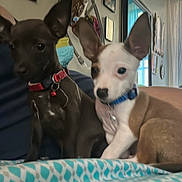 Duke Medusa joined the competition — help win amazing prizes! accessories, animal, ball, bed, bedroom, canine, chihuahua, couch, cushion, dog, furniture, homedecor, hound, indoors, pet, photoframe, puppy, room, sport, tennis