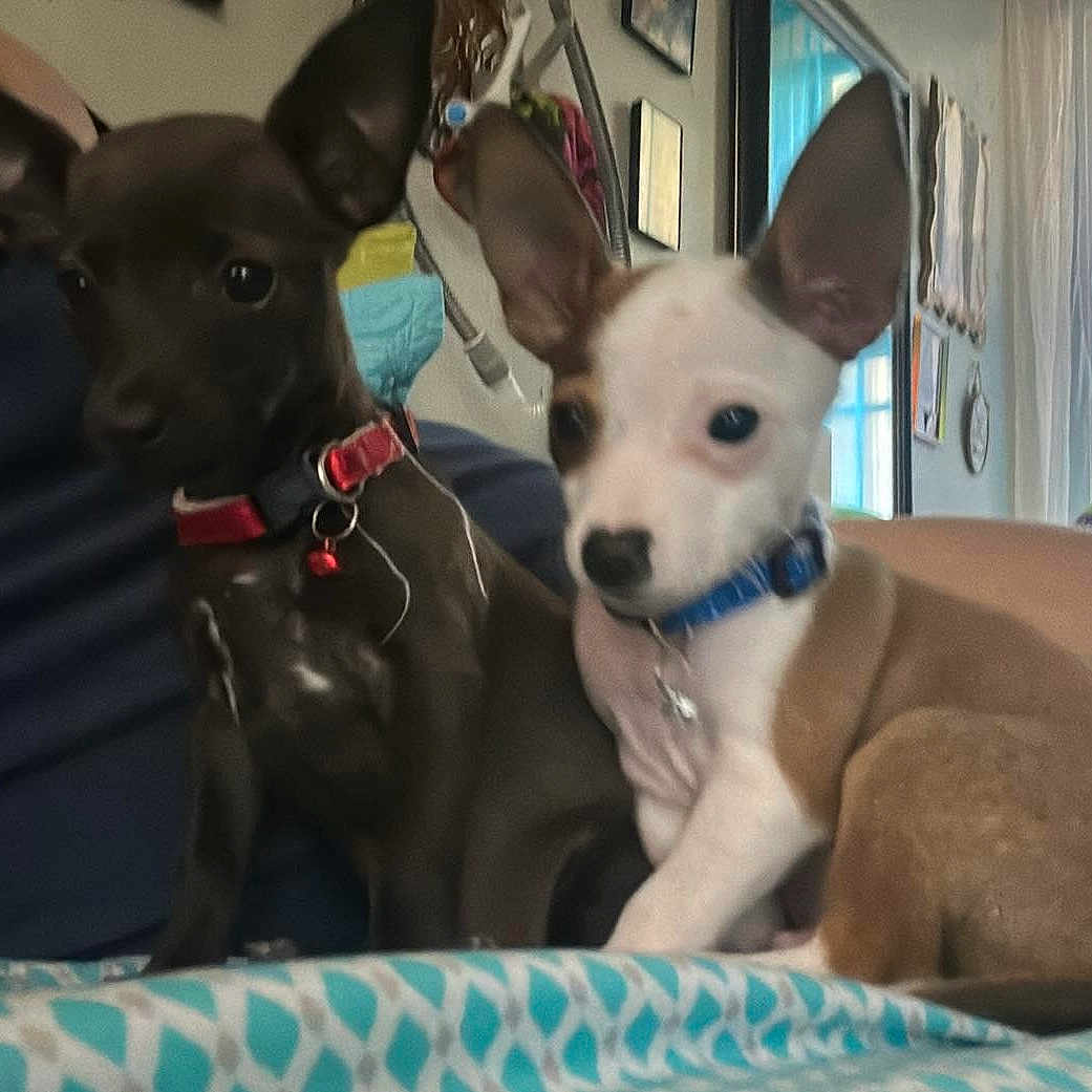 Duke Medusa joined the competition — help win amazing prizes! accessories, animal, ball, bed, bedroom, canine, chihuahua, couch, cushion, dog, furniture, homedecor, hound, indoors, pet, photoframe, puppy, room, sport, tennis