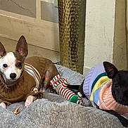 Medusa Duke is registered to the contest to win money with this photo: animal, bed, black, brown, companion, cozy, cute, dog, floor, furniture, home, indoor, knitted_clothing, laying, pet, relaxed, small_dog, striped, sweater, toy