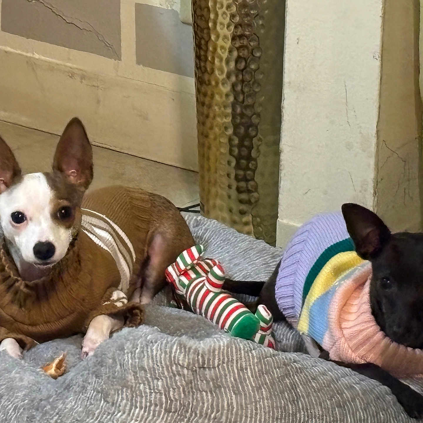 Medusa Duke is registered to the contest to win money with this photo: animal, bed, black, brown, companion, cozy, cute, dog, floor, furniture, home, indoor, knitted_clothing, laying, pet, relaxed, small_dog, striped, sweater, toy