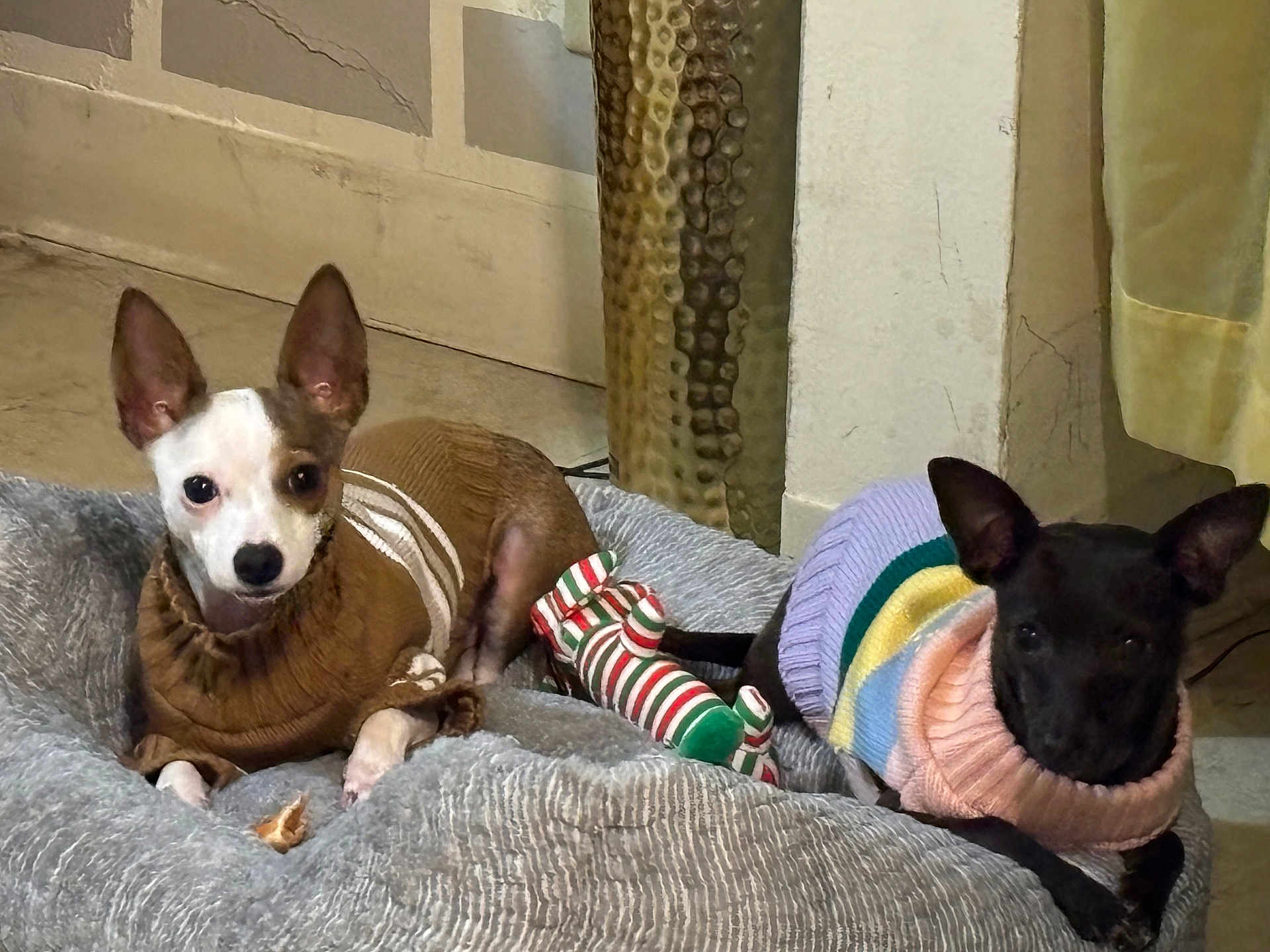 Medusa Duke is registered to the contest to win money with this photo: animal, bed, black, brown, companion, cozy, cute, dog, floor, furniture, home, indoor, knitted_clothing, laying, pet, relaxed, small_dog, striped, sweater, toy