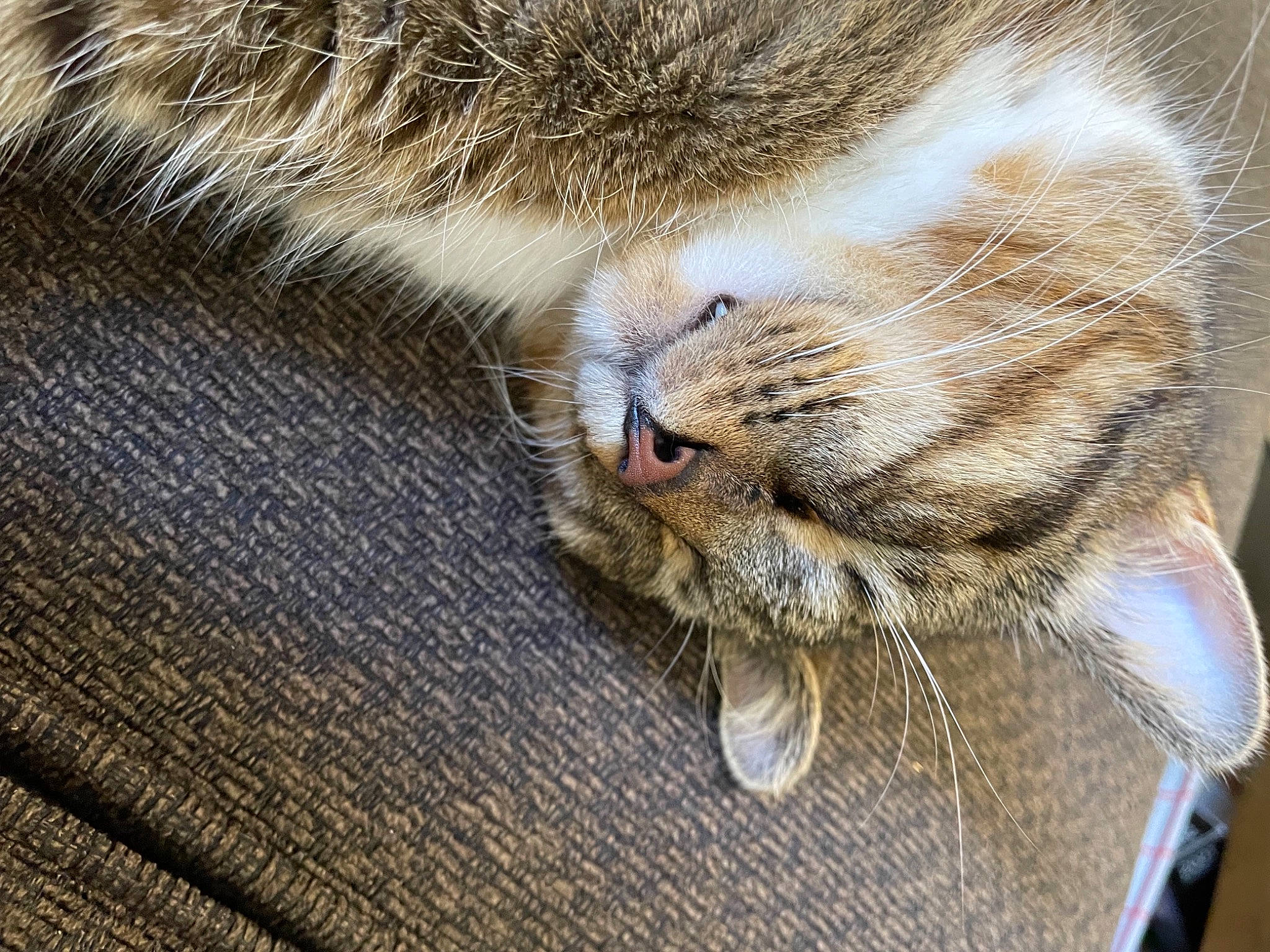 Apollo joined the competition — help win amazing prizes! carnivore, cat, claw, domestic_short_haired_cat, fawn, felidae, fur, fur_clothing, grey, macro_photography, nap, sleep, small_to_medium_sized_cats, snout, tail, terrestrial_animal, textile, whiskers, wildlife, wood