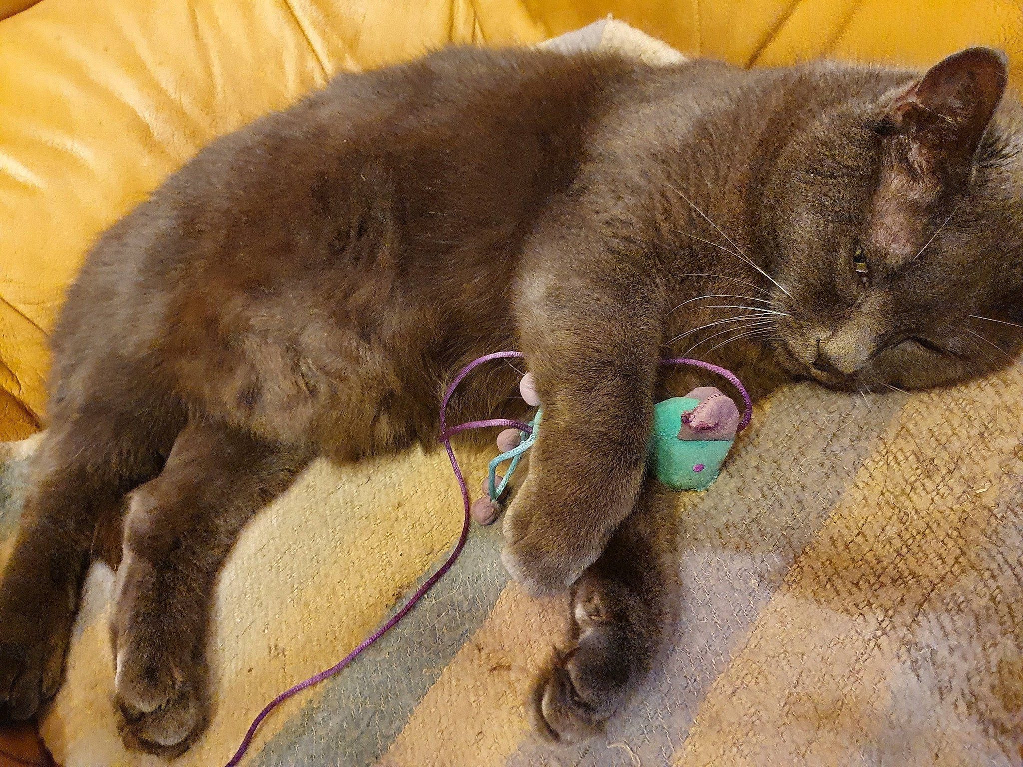 Hitch participe au concours pour gagner de l'argent avec cette photo : asian, burmese, carnivore, cat, claw, domestic_short_haired_cat, european_shorthair, fawn, felidae, korat, mammal, nebelung, russian_blue, small_to_medium_sized_cats, snout, tail, whiskers