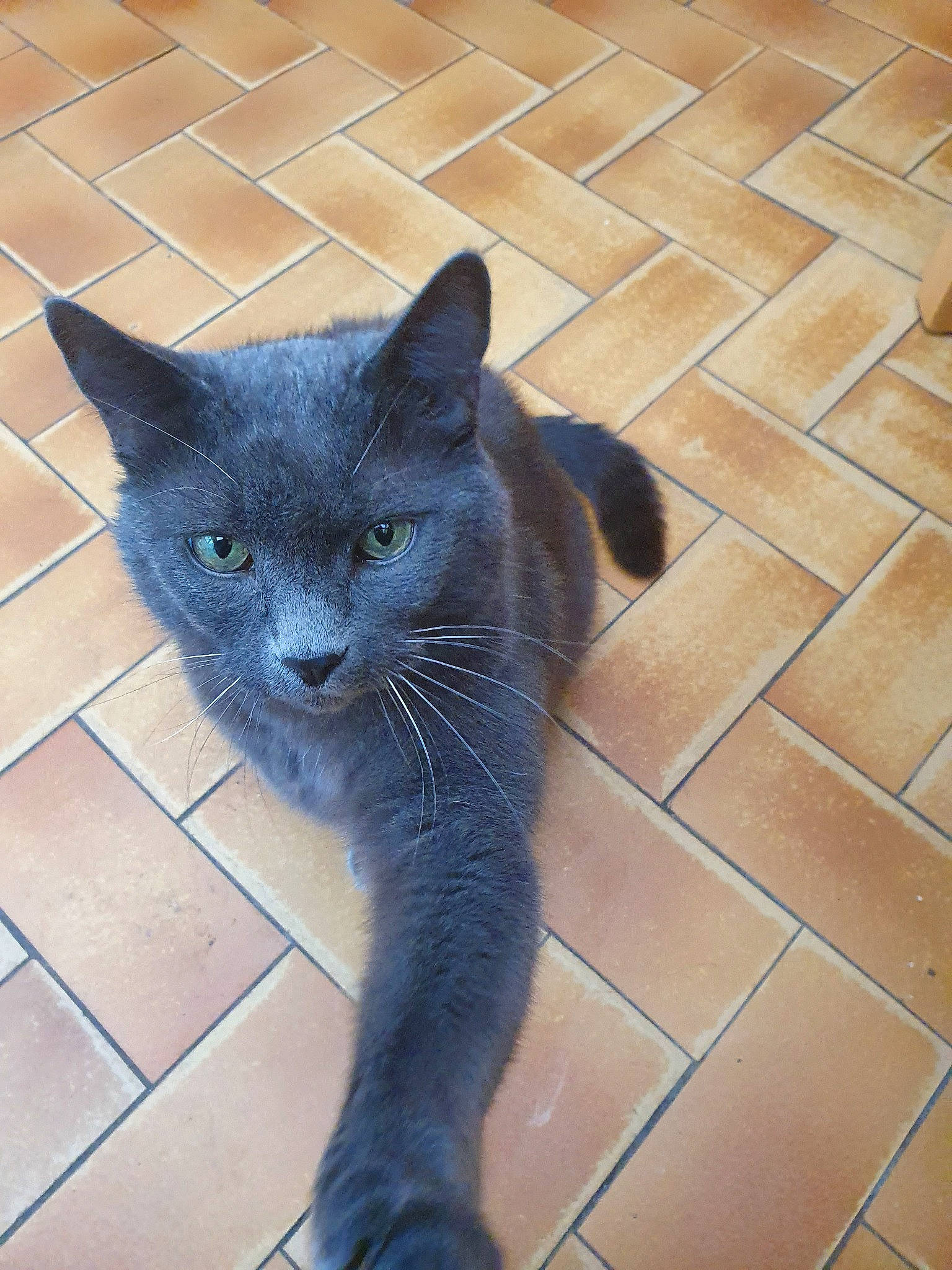 Hitch participe au concours pour gagner de l'argent avec cette photo : black_cat, british_shorthair, burmese, carnivore, cat, chartreux, domestic_short_haired_cat, felidae, korat, mammal, nebelung, russian_blue, small_to_medium_sized_cats, snout, tail, vertebrate, whiskers