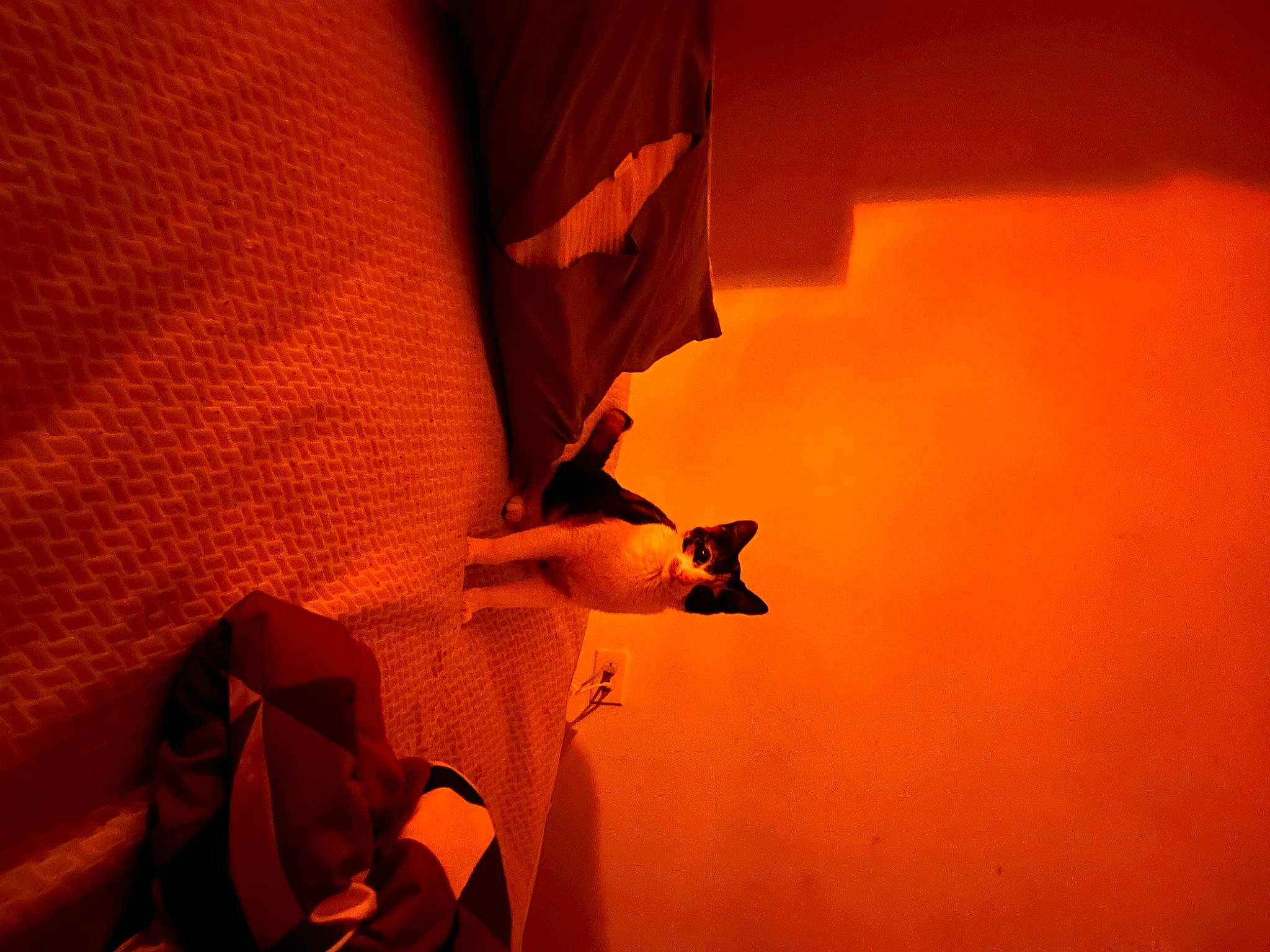 Eden is registered to the contest to win money with this photo: amber, backpack, bag, carmine, comfort, darkness, dog, heat, human_leg, luggage_and_bags, orange, paper, peach, room, shadow, sleeve, still_life_photography, tints_and_shades, wood, wrist