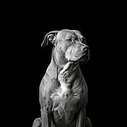 Tank Metcalf is registered to the contest to win money with this photo: animal, black_and_white, black_background, calm, canine, detailed, dog, isolated, looking_away, male_dog, monochrome, muscle, muscular, pet, portrait, serious, short_hair, sitting, studio, studio_lighting