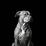 animal, black_and_white, black_background, calm, canine, detailed, dog, isolated, looking_away, male_dog, monochrome, muscle, muscular, pet, portrait, serious, short_hair, sitting, studio, studio_lighting