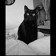 Ouilo a rejoint le concours — aidez-le/la à gagner de superbes lots ! black_cat, cat, indoor, bed, blanket, clock, lamp, pampas_grass, furniture, curious, pet, monochrome, portrait, whiskers, sitting, domestic_animal, feline, cozy, soft_light, home