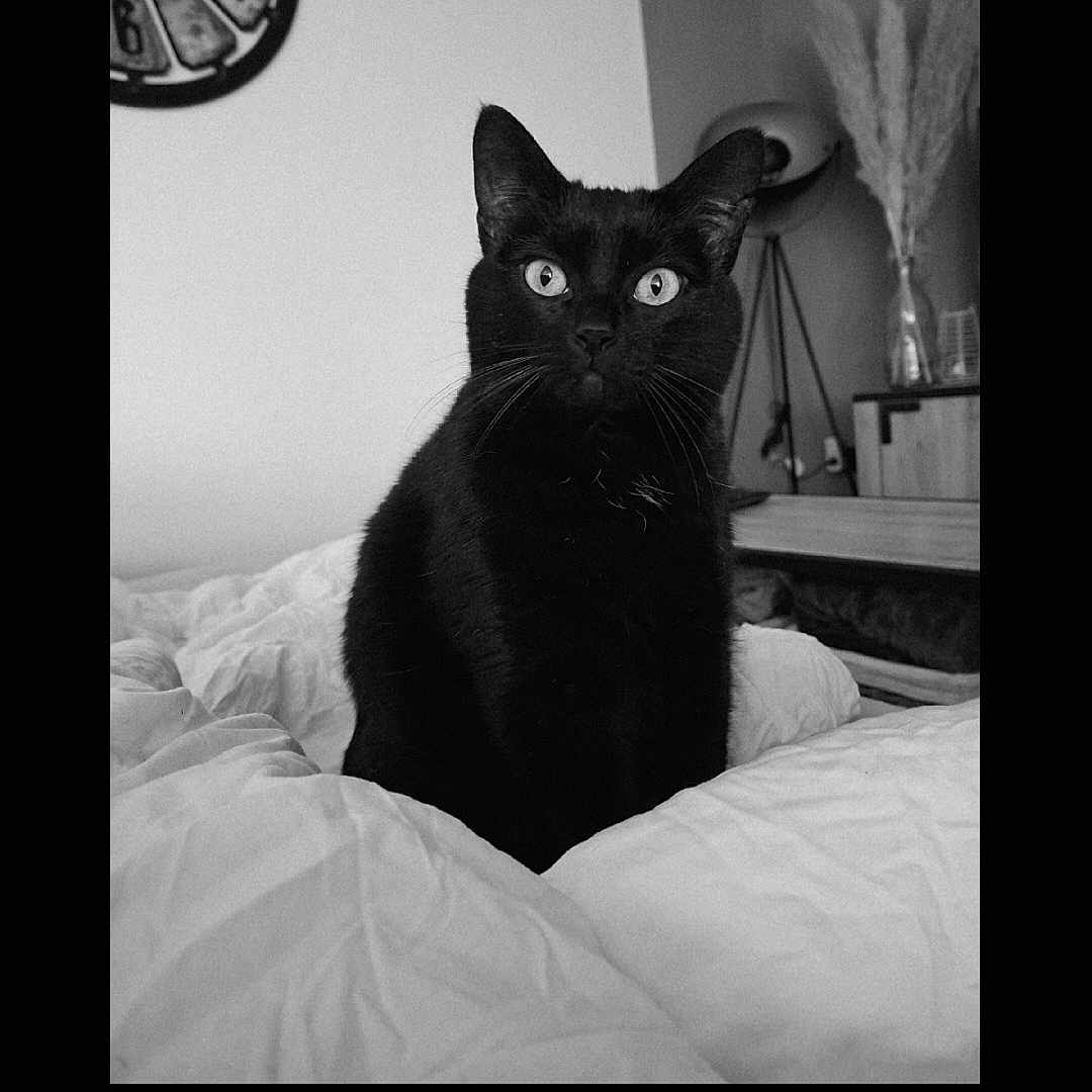 Ouilo a rejoint le concours — aidez-le/la à gagner de superbes lots ! bed, black_cat, blanket, cat, clock, cozy, curious, domestic_animal, feline, furniture, home, indoor, lamp, monochrome, pampas_grass, pet, portrait, sitting, soft_light, whiskers