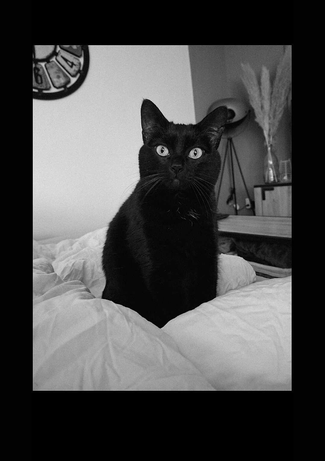 Ouilo a rejoint le concours — aidez-le/la à gagner de superbes lots ! black_cat, cat, indoor, bed, blanket, clock, lamp, pampas_grass, furniture, curious, pet, monochrome, portrait, whiskers, sitting, domestic_animal, feline, cozy, soft_light, home