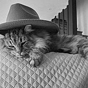 Sakho a rejoint le concours — aidez-le/la à gagner de superbes lots ! cat, fluffy, hat, quilted_couch, indoor, relaxed, feline, pet, cozy, home, furniture, staircase, black_and_white, portrait, laying_down, close_up, whiskers, mammal, cute, sleepy