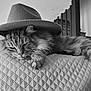 cat, fluffy, hat, quilted_couch, indoor, relaxed, feline, pet, cozy, home, furniture, staircase, black_and_white, portrait, laying_down, close_up, whiskers, mammal, cute, sleepy