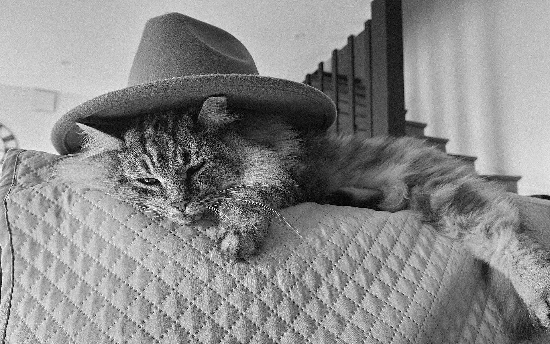 Sakho a rejoint le concours — aidez-le/la à gagner de superbes lots ! cat, fluffy, hat, quilted_couch, indoor, relaxed, feline, pet, cozy, home, furniture, staircase, black_and_white, portrait, laying_down, close_up, whiskers, mammal, cute, sleepy