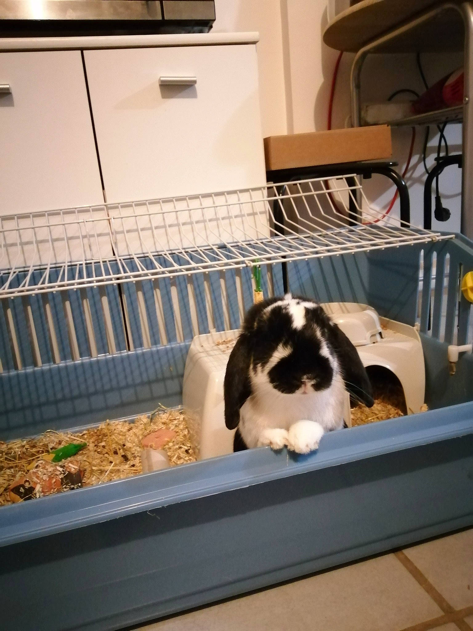 Crispy a rejoint le concours — aidez-le/la à gagner de superbes lots ! canidae, carnivore, cat, dog, dog_breed, english_springer_spaniel, fawn, kennel, pet_supply, puppy, sporting_group