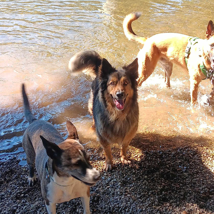 Sonny a rejoint le concours — aidez-le/la à gagner de superbes lots ! animal, bridge_pillar, canine, daylight, dog, forest, graffiti, happy, nature, outdoor, pet, playful, river, rocks, shallow_water, summer, sunlight, tail, water, water_splash