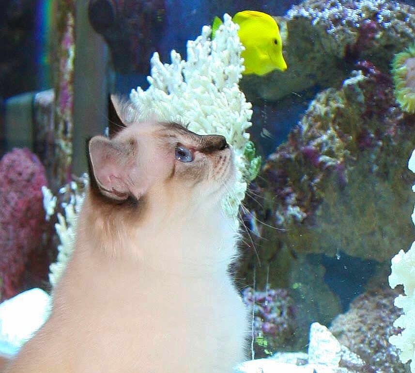 Hota joined the competition — help win amazing prizes! cat, fish, aquarium, coral, underwater, pet, animal, curious, yellow_fish, marine_life, feline, close_up, blue_eyes, fluffy, indoor, nature, wildlife, aquatic, colorful, background