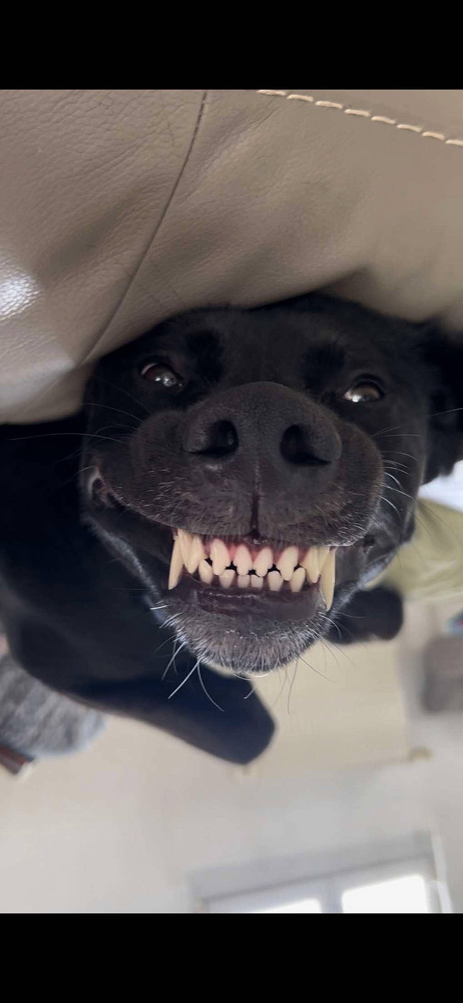 Tokyo participe au concours pour gagner de l'argent avec cette photo : canidae, carnivore, collar, companion_dog, dog, dog_breed, dog_collar, ear, eye, fang, fawn, fur, grey, jaw, paw, pug, sporting_group, tongue, whiskers, working_animal