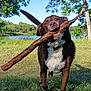 animal, brown, canine, collar, daytime, dog, grass, happy, lake, nature, outdoor, park, pet, playful, running, stick, summer, sunlight, tree, white