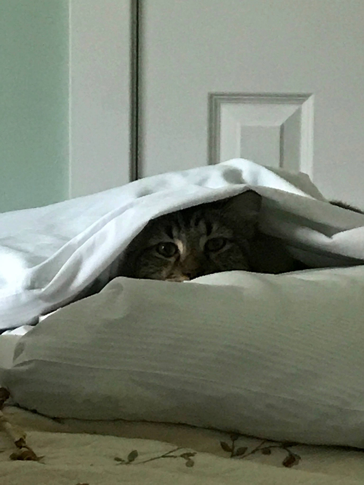 Chino is registered to the contest to win money with this photo: bed, bed_sheet, bedding, bedroom, comfort, duvet, furniture, linens, mattress, room, textile