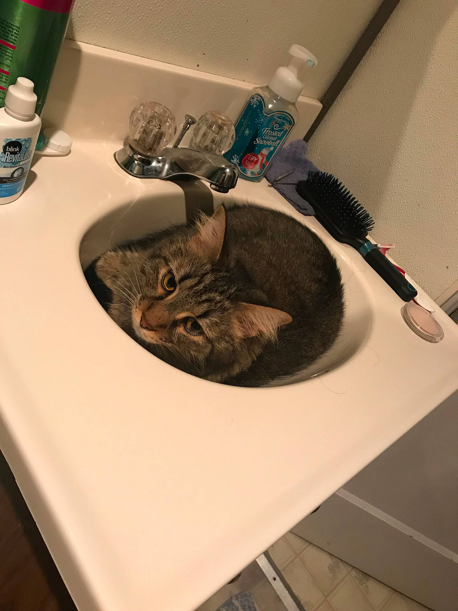 Chino is registered to the contest to win money with this photo: cat, felidae, plumbing_fixture, room, sink, small_to_medium_sized_cats, washing, whiskers