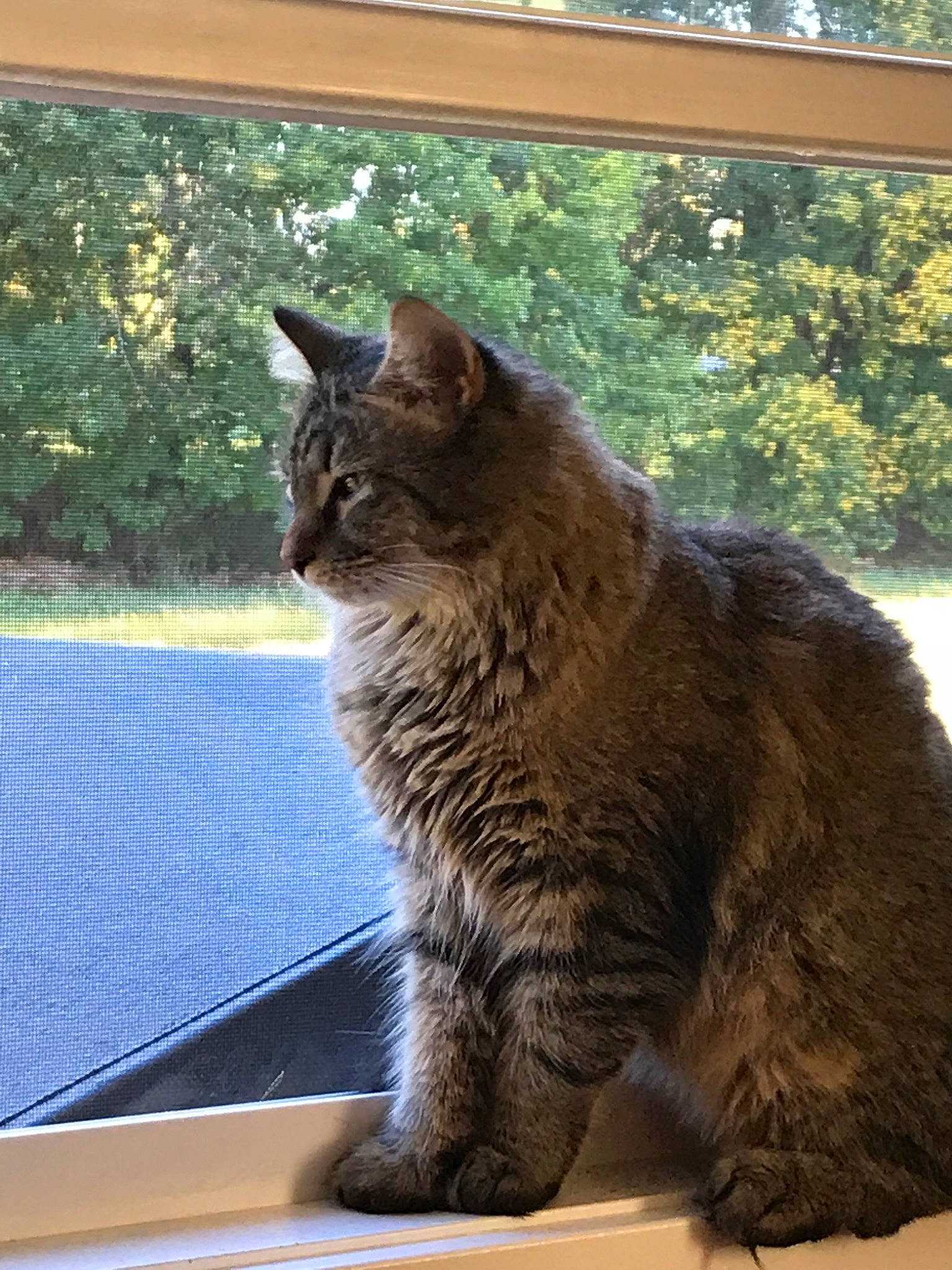 Chino is registered to the contest to win money with this photo: british_semi_longhair, carnivore, cat, domestic_long_haired_cat, domestic_short_haired_cat, fawn, felidae, kurilian_bobtail, maine_coon, mammal, nebelung, polydactyl_cat, small_to_medium_sized_cats, vertebrate, whiskers, window