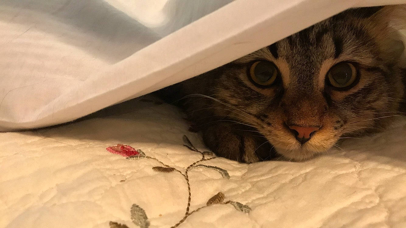 Chino joined the competition — help win amazing prizes! aegean_cat, american_shorthair, asian, carnivore, cat, domestic_short_haired_cat, dragon_li, european_shorthair, felidae, fur, kitten, paw, small_to_medium_sized_cats, snout, tabby_cat, whiskers