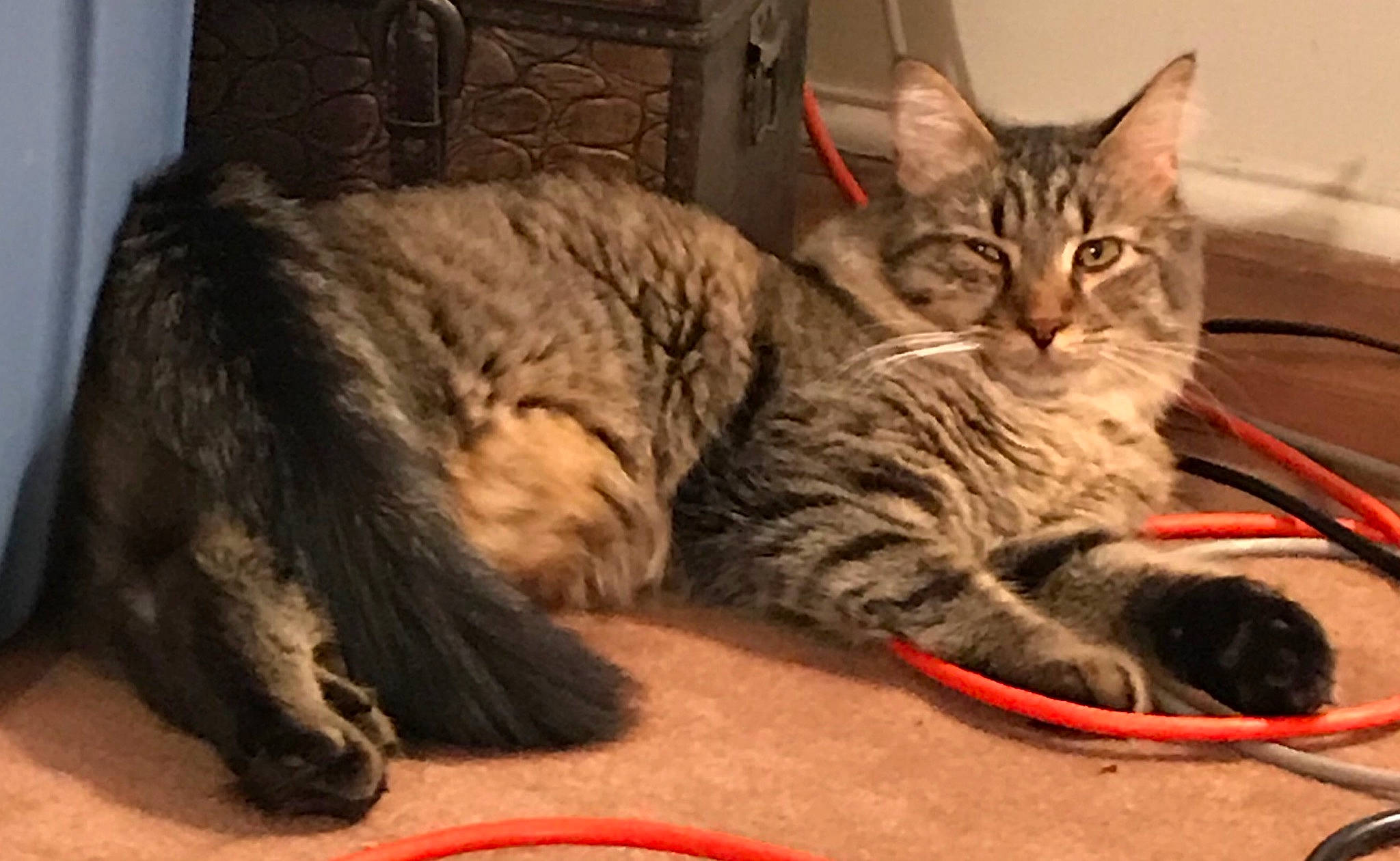 Chino is registered to the contest to win money with this photo: american_shorthair, asian, british_semi_longhair, california_spangled, carnivore, cat, claw, domestic_short_haired_cat, dragon_li, european_shorthair, felidae, kitten, maine_coon, mammal, pixie_bob, small_to_medium_sized_cats, tabby_cat, vertebrate, whiskers