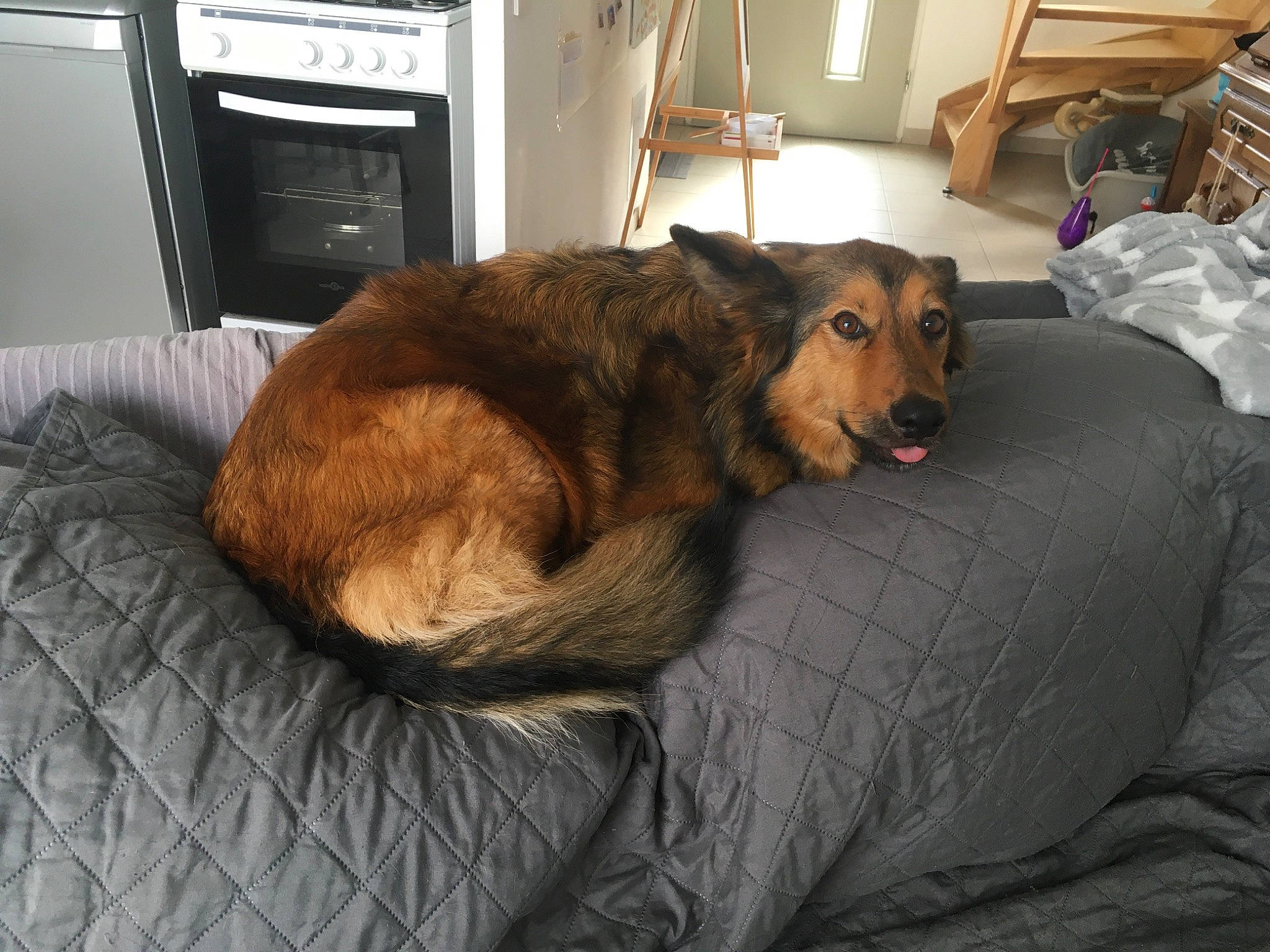 Jypsie a rejoint le concours — aidez-le/la à gagner de superbes lots ! bed, canidae, carnivore, comfort, companion_dog, dog, dog_bed, dog_breed, furniture, sporting_group