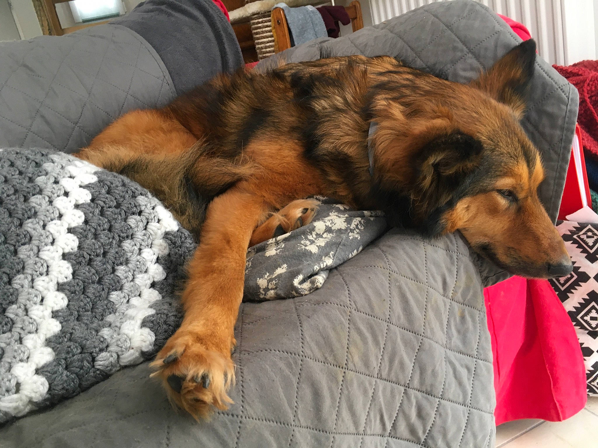 Jypsie participe au concours pour gagner de l'argent avec cette photo : canidae, carnivore, comfort, companion_dog, dog, dog_bed, dog_breed, fur, furniture, mammal, nap, paw, sleep, snout, sporting_group