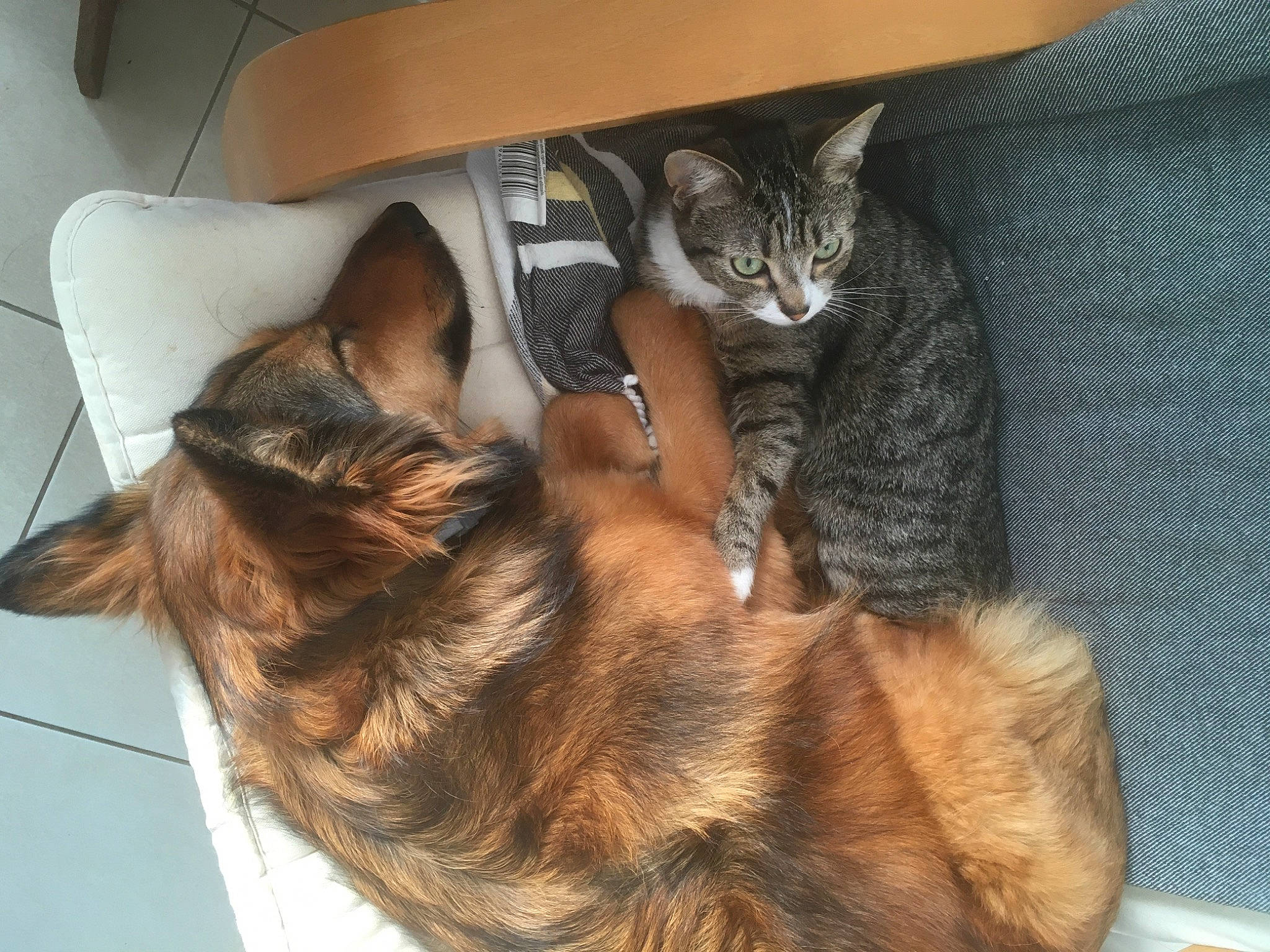 Jypsie participe au concours pour gagner de l'argent avec cette photo : asian, carnivore, cat, dog_breed, domestic_short_haired_cat, dragon_li, egyptian_mau, european_shorthair, felidae, german_rex, kitten, mammal, small_to_medium_sized_cats, tabby_cat, vertebrate, whiskers