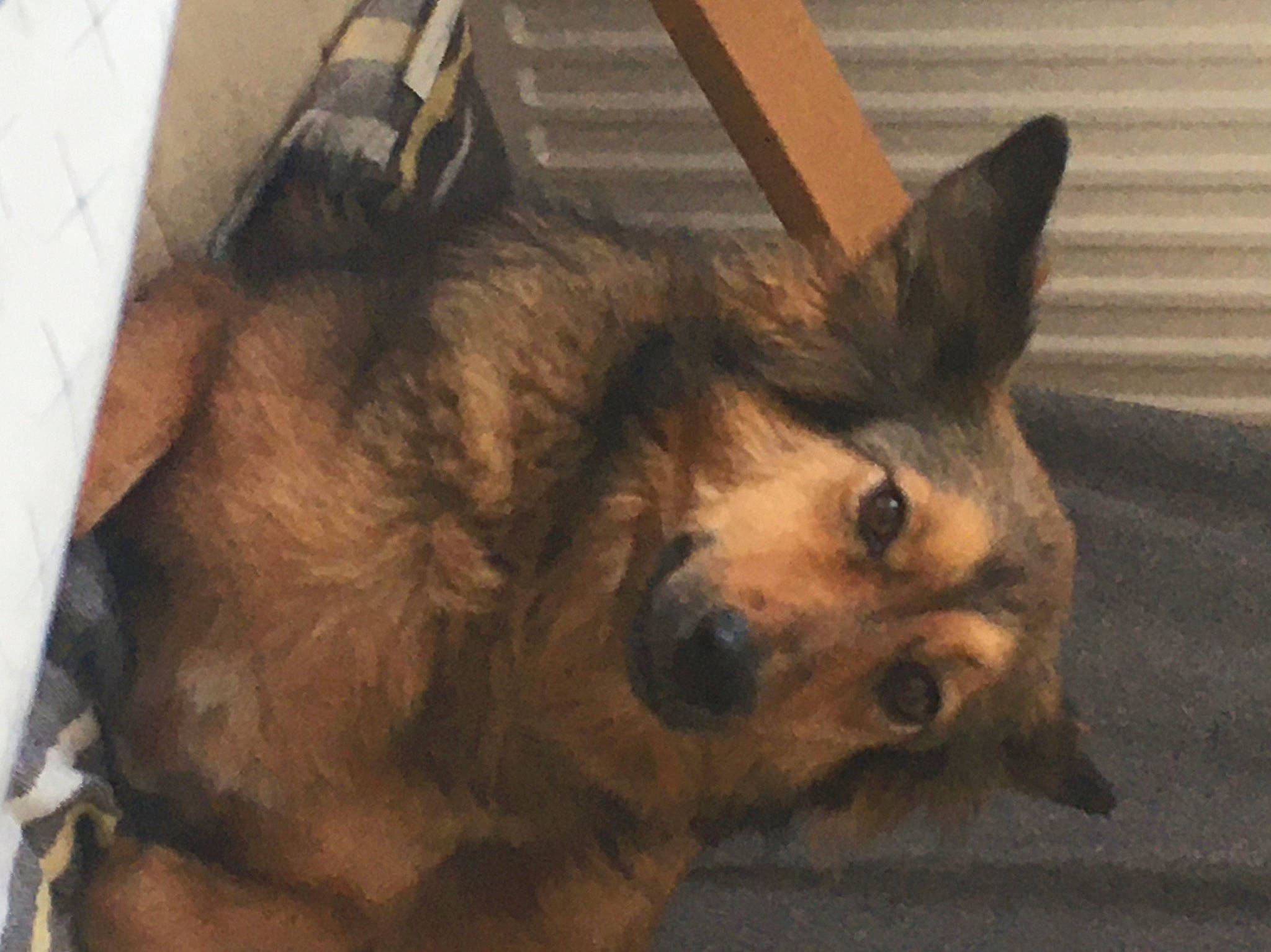 Jypsie a rejoint le concours — aidez-le/la à gagner de superbes lots ! border_terrier, canidae, carnivore, companion_dog, dog, dog_breed, ear, fawn, mammal, snout, whiskers