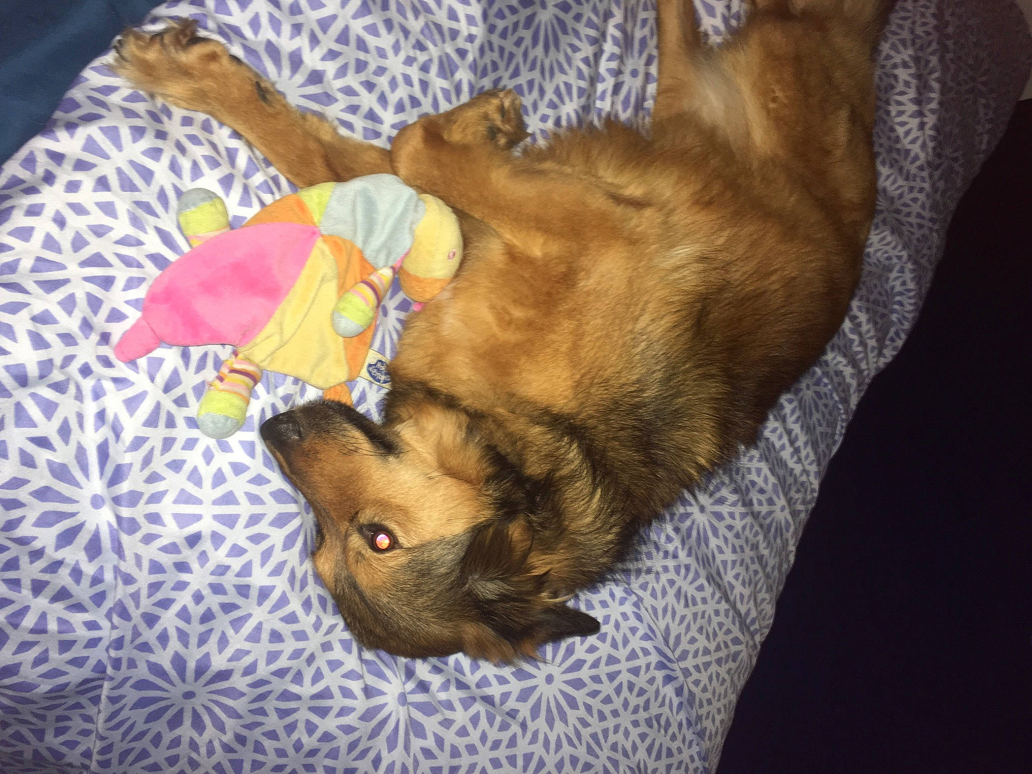 Jypsie participe au concours pour gagner de l'argent avec cette photo : border_terrier, canidae, carnivore, dog, dog_breed, fawn, mammal, puppy, tail