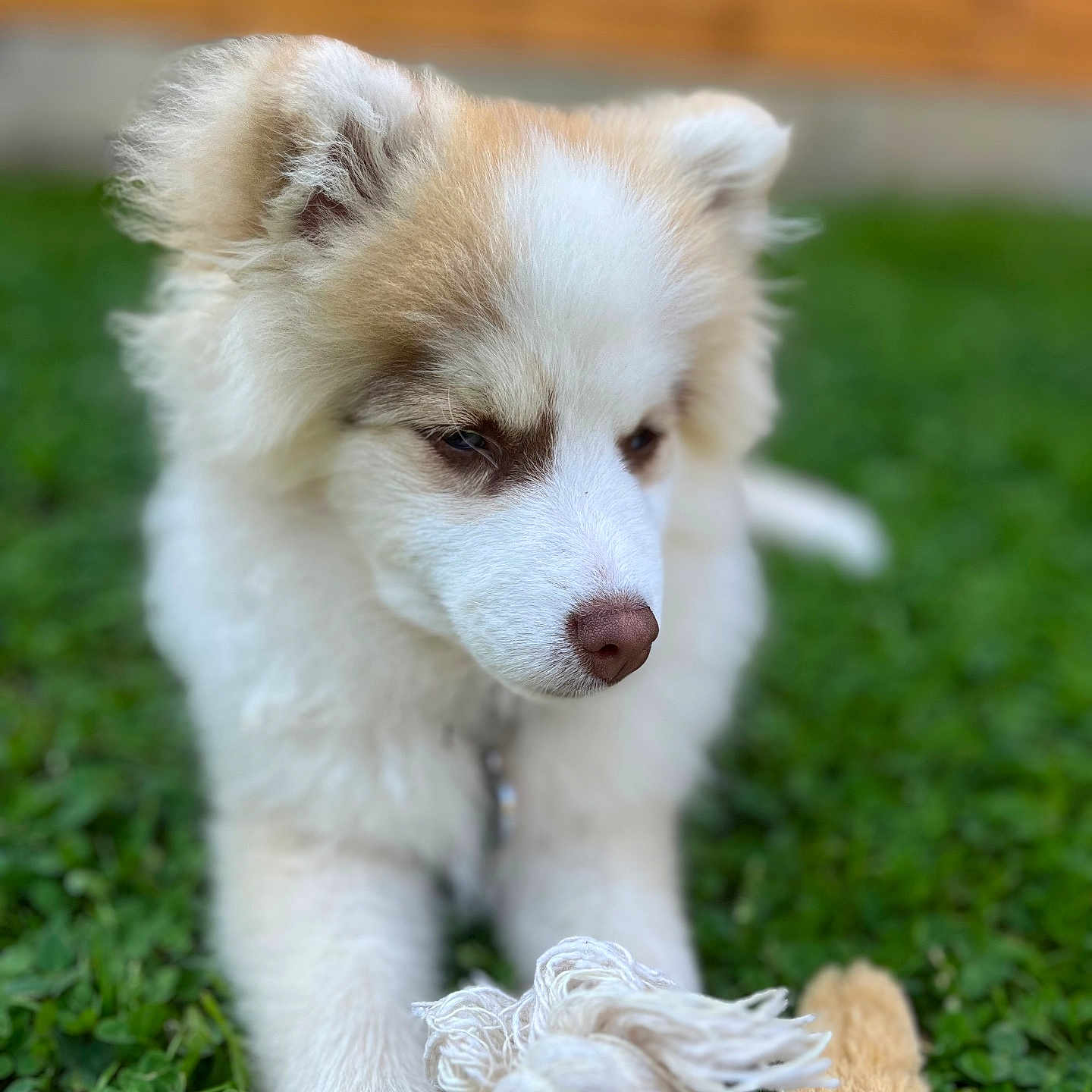 Sydney participe au concours pour gagner de l'argent avec cette photo : animal, ball, canine, cockerspaniel, collie, dog, eskimodog, football, grass, husky, lawn, papillon, pet, plant, puppy, snout, soccer, soccerball, sport, whitedog