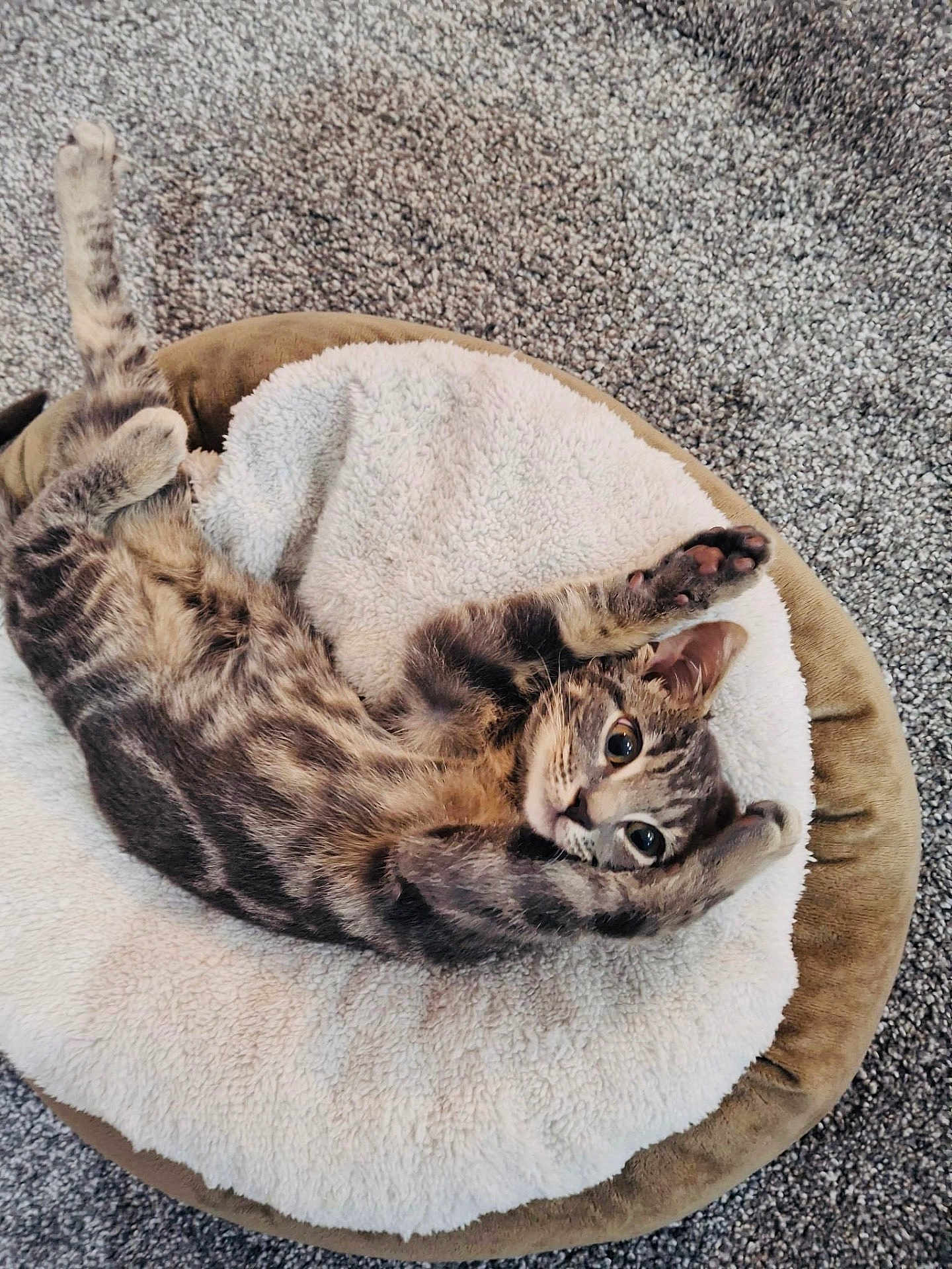 Fabio is registered to the contest to win money with this photo: cat, tabby_cat, pet_bed, fluffy_bed, carpet, stretching, playful, cute, feline, animal, domestic_cat, relaxed, indoor, fur, whiskers, paws, ears, eyes, cozy, resting