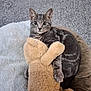 Fabio joined the competition — help win amazing prizes! cat, tabby_cat, plush_toy, teddy_bear, bed, blanket, cozy, cute, pet, animal, indoor, fur, whiskers, ears, paws, gray, soft, comfort, resting, cuddle