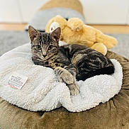Fabio joined the competition — help win amazing prizes! kitten, tabby, cat, pet_bed, blanket, plush_toy, teddy_bear, indoor, cozy, resting, fur, animal, cute, soft, relaxed, laying, closeup, domestic_cat, young, feline