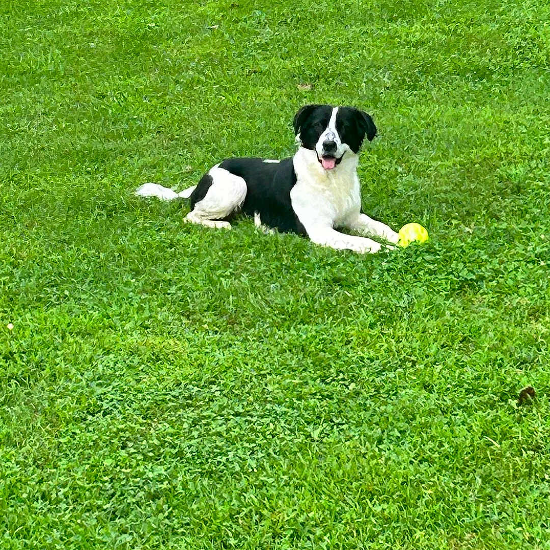 Zeus is registered to the contest to win money with this photo: animal, ball, canine, dog, field, football, grass, green, hound, lawn, outdoors, pet, plant, pointer, puppy, soccer, soccerball, sport, tennis, tennisball