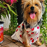 Koko is registered to the contest to win money with this photo: dog, small_dog, cute, dress, strawberry_pattern, tongue_out, happy, pet, outdoor, plants, flowers, greenery, brick_floor, fur, ears, eyes, nose, sitting, portrait, animal