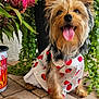 dog, small_dog, cute, dress, strawberry_pattern, tongue_out, happy, pet, outdoor, plants, flowers, greenery, brick_floor, fur, ears, eyes, nose, sitting, portrait, animal