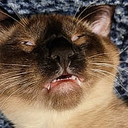Sebastian is registered to the contest to win money with this photo: cat, close_up, feline, brown_fur, white_fur, blue_eyes, sleepy, cross_eyed, fangs, teeth, whiskers, ears, nose, face, portrait, funny, adorable, indoor, textured_background, pet