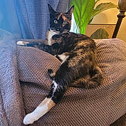 Zaya is registered to the contest to win money with this photo: cat, calico_cat, pet, animal, black_fur, orange_fur, white_fur, green_eyes, whiskers, ears, paws, tail, stretching, lounging, sitting, armchair, upholstery, houseplant, indoor, portrait