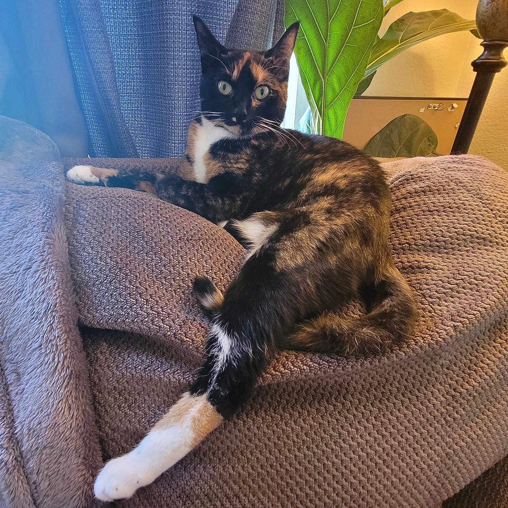 Zaya